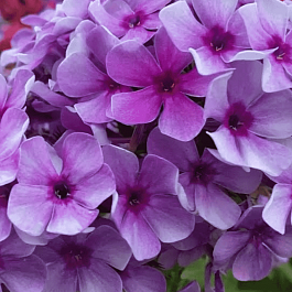 Флокс метельчатый Хулиган