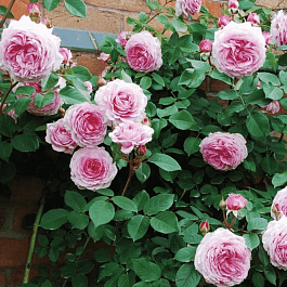 Роза Английская кустовая James Galway