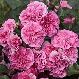Роза кустовая Pink Swany