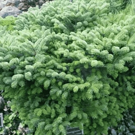 Пихта нордмана Munsterland