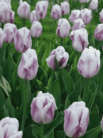 Тюльпан триумф Flaming Flag