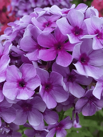 Флокс метельчатый Хулиган