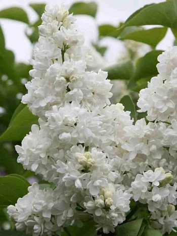 Сирень обыкновенная Мадам Лемуан