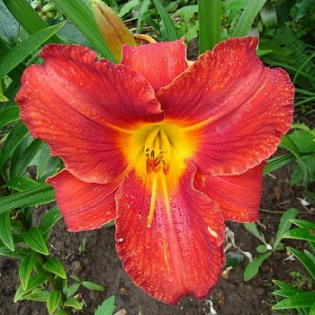 Лилейник гибридный Амадеус