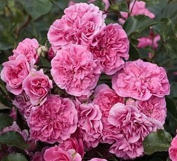Роза кустовая Pink Swany