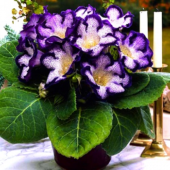 Глоксиния гибридная Tigrina Blue
