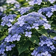 Гортензия пильчатая Bluebird
