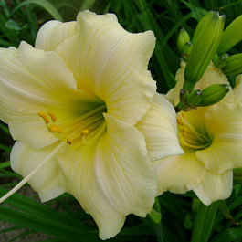 Лилейник гибридный Прешиес Доро