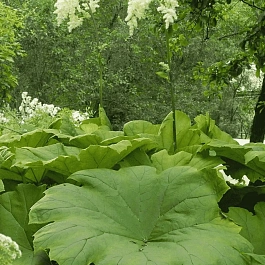 Астильбоидес пластинчатый