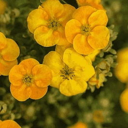 Лапчатка кустарниковая Mango Tango