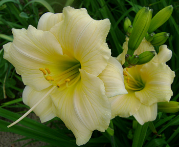 Лилейник гибридный Прешиес Доро