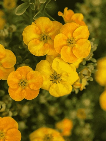 Лапчатка кустарниковая Mango Tango