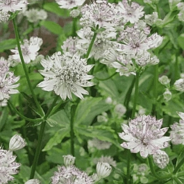 Астранция большая Sunningdale Variegated