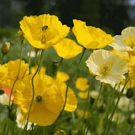 Мак Pop-up Yellow