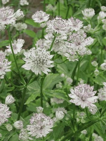 Астранция большая Sunningdale Variegated