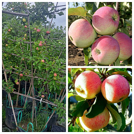 Яблоня пальметта на шпалере 5 лет+ Ветеран-Пепин Шафранный