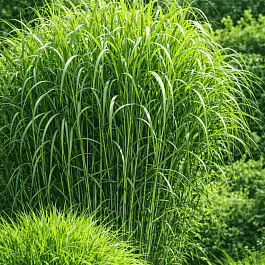 Мискантус гигантский