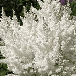 Астильба Арендса White Tone