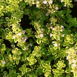 Тимьян лимоннопахнущий Golden King