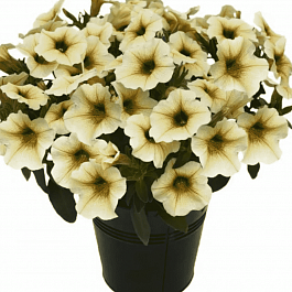 Петхоа Beautical French Vanilla