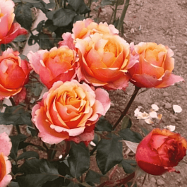 Роза штамбовая Cherry Brandy