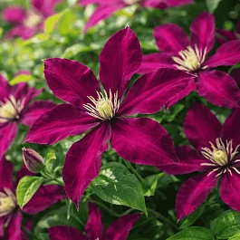 Клематис Polonia Restituta