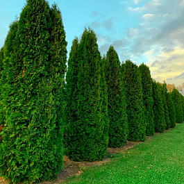 Туя западная Колумна Туя западная Колумна