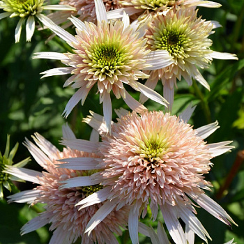 Эхинацея пурпурная Черри Флаф
