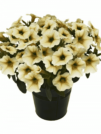 Петхоа Beautical French Vanilla