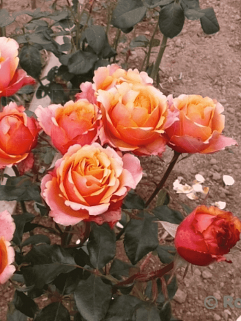 Роза штамбовая Cherry Brandy