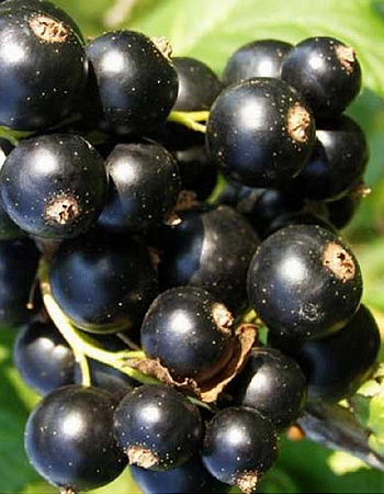 Смородина черная Искушение