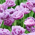Тюльпан Махровый Lilac Perfection