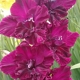 Гладиолус крупноцветковый Чернослив