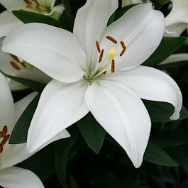 Лилия восточная горшечная Шир Блонд