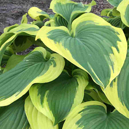 Хоста Broadband