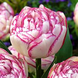 Тюльпан махровый поздний Дабл Тач