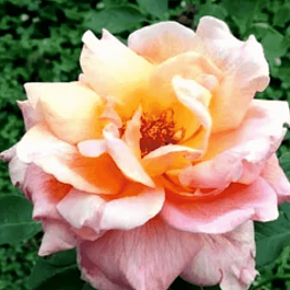 Роза Чайно-гибридная Signora Pierro Puricelli