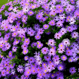 Астра кустарниковая Early Blue