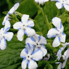 Бруннера крупнолистная Jennifer