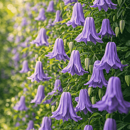 Клематис Fairy Dance