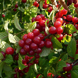 Вишня войлочная Натали