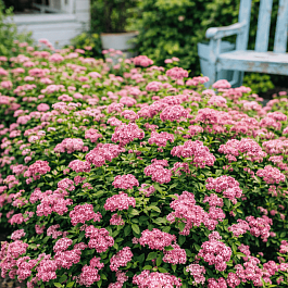 Спирея березолистная Pink Sparkler