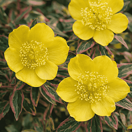 Зверобой чашечковидный Tricolor