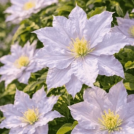 Клематис Dancing King