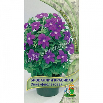 Броваллия красивая Сине-фиолетовая