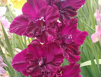 Гладиолус крупноцветковый Чернослив