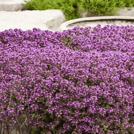 Тимьян ползучий Coccineus