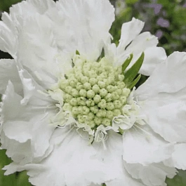 Скабиоза кавказская Alba