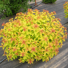 Спирея японская Зен Спирит Голд