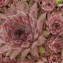 Молодило паутинистое Хамелеон